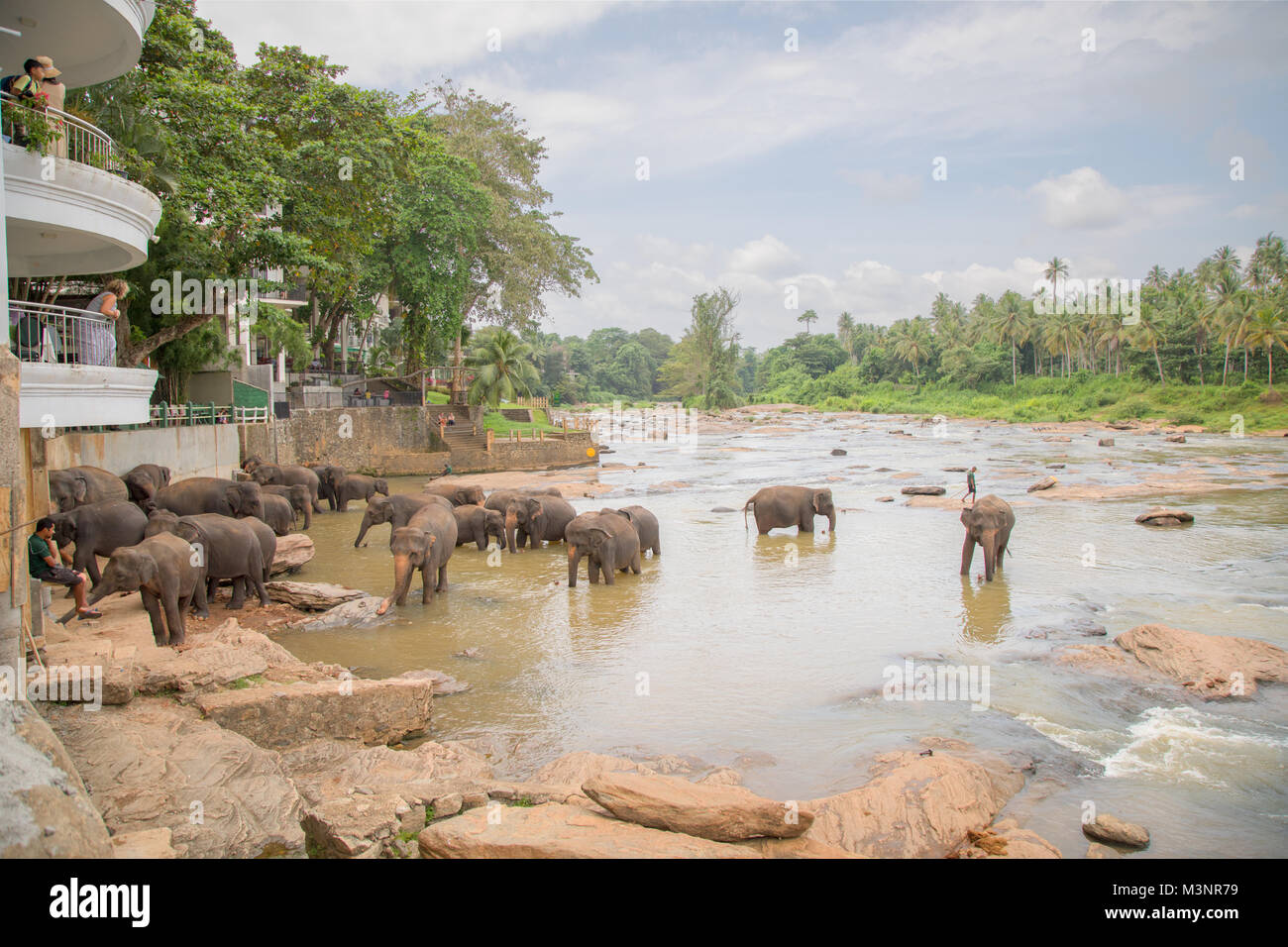 Pinnawala l'Orfanotrofio degli Elefanti vista dall'hotel elefanti godendo un bagno mattutino nel fiume Foto Stock
