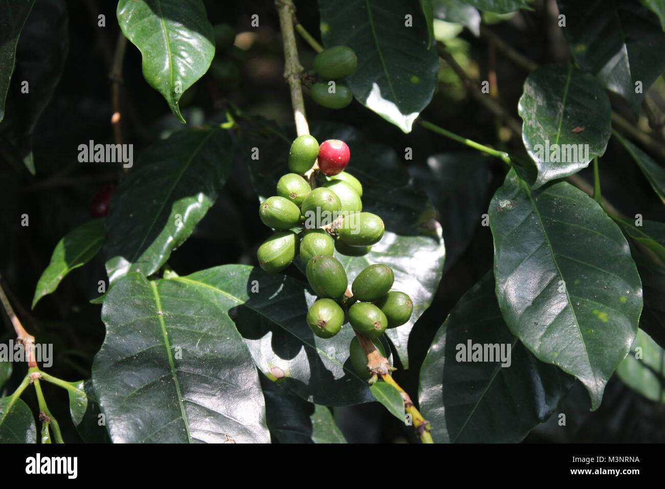 Bener Meriah, Indonesia. Xi Febbraio, 2018. Seladang è un coffee shop costruito nel mezzo di una piantagione di caffè in Bener Meriah Regency. Oltre a bere il caffè i visitatori sono anche viziati con l'aroma del caffè giardino. Credito: Adli Dzil Ikram/Pacific Press/Alamy Live News Foto Stock