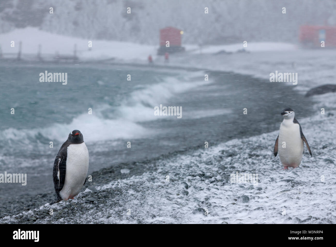 Carino Adele & pinguini Chinstrap sulla spiaggia rocciosa di Ventoso tormenta il contatto visivo rivolto, neve orizzontale, la profondità di campo di una edifici rosso Antartide Foto Stock