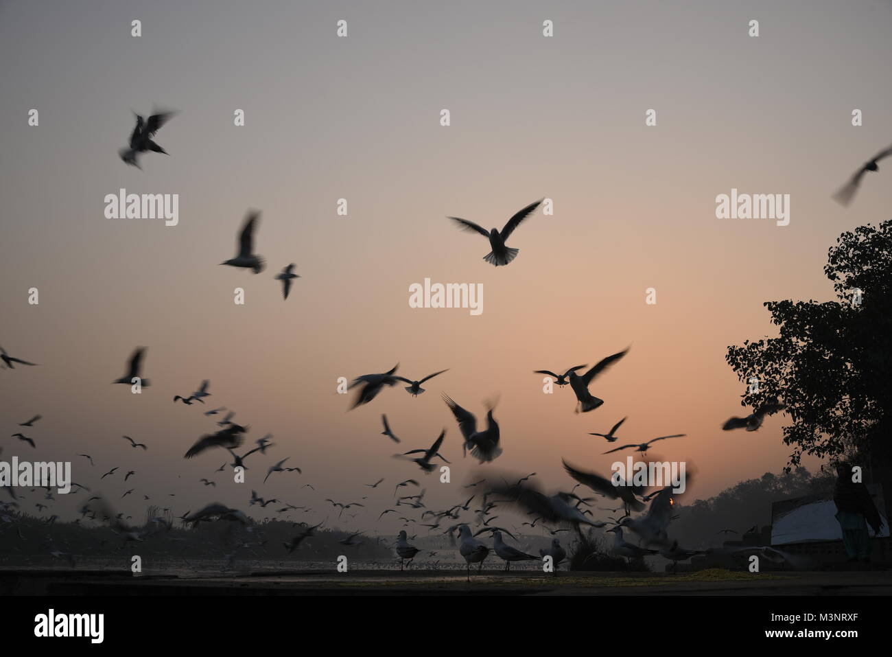 Centinaia migratori del Siberiano Seagull gli uccelli in volo la mattina con sunrise a Banca Yamuna river, Delhi, India, Asia Foto Stock