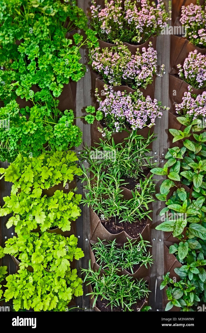 Un verticale giardino di erbe su un patio urbano Foto Stock