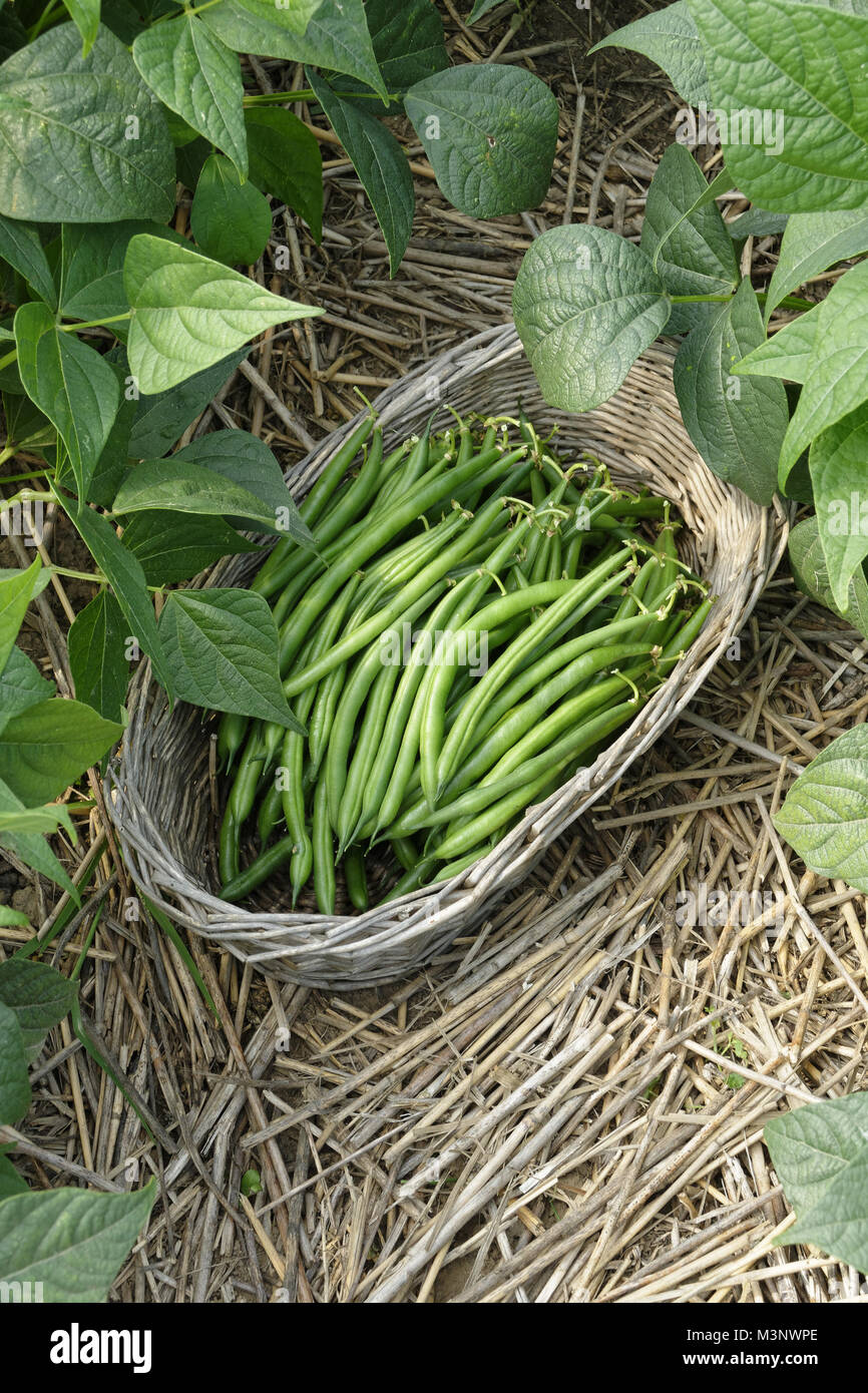 La raccolta di fagioli verdi (Phaseolus vulgaris), la pacciamatura. Suzanne è orto, Le Pas, Mayenne, Pays de la Loire, Francia. Foto Stock