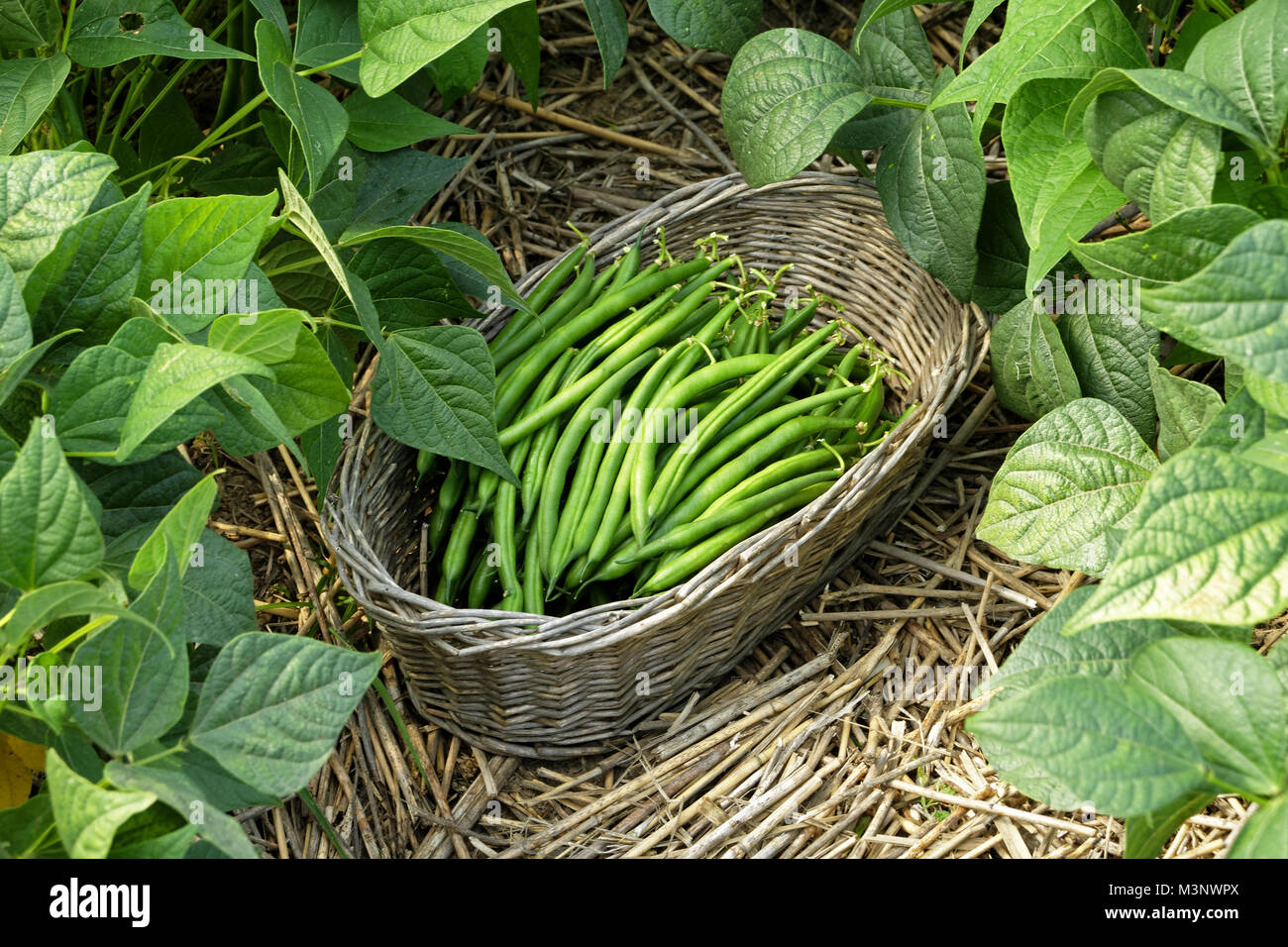La raccolta di fagioli verdi (Phaseolus vulgaris). Suzanne è orto, Le Pas, Mayenne, Pays de la Loire, Francia. Foto Stock
