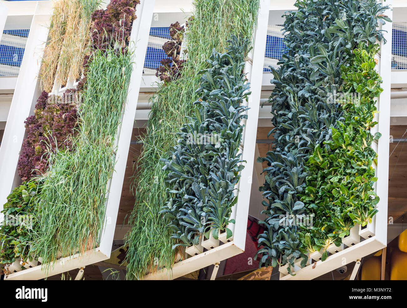 Edificio con piante che crescono sulla facciata. Ecologia e vivere verde in città, ambiente urbano nozione Foto Stock