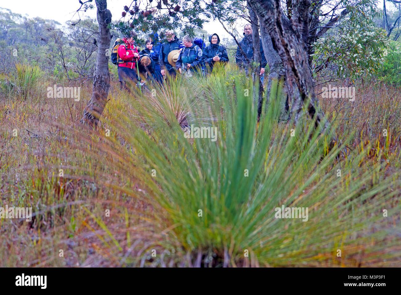 Gli escursionisti tra alberi di erba in Mt William Parco Nazionale Foto Stock