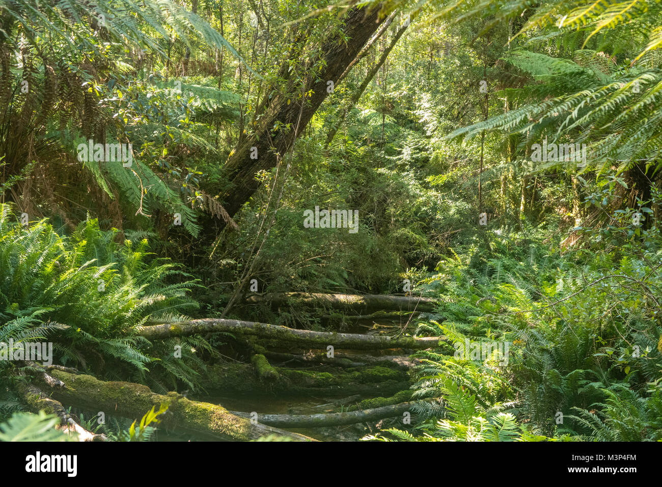 La natura della ponti sul torrente Risby, Strahan, Tasmania, Australia Foto Stock