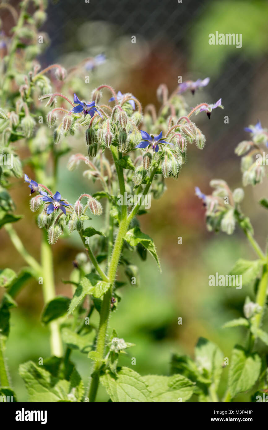 La borragine cresce in un giardino in Issaquah, Washington, Stati Uniti d'America. È anche noto come starflower ed è annualmente alle erbe. Foto Stock
