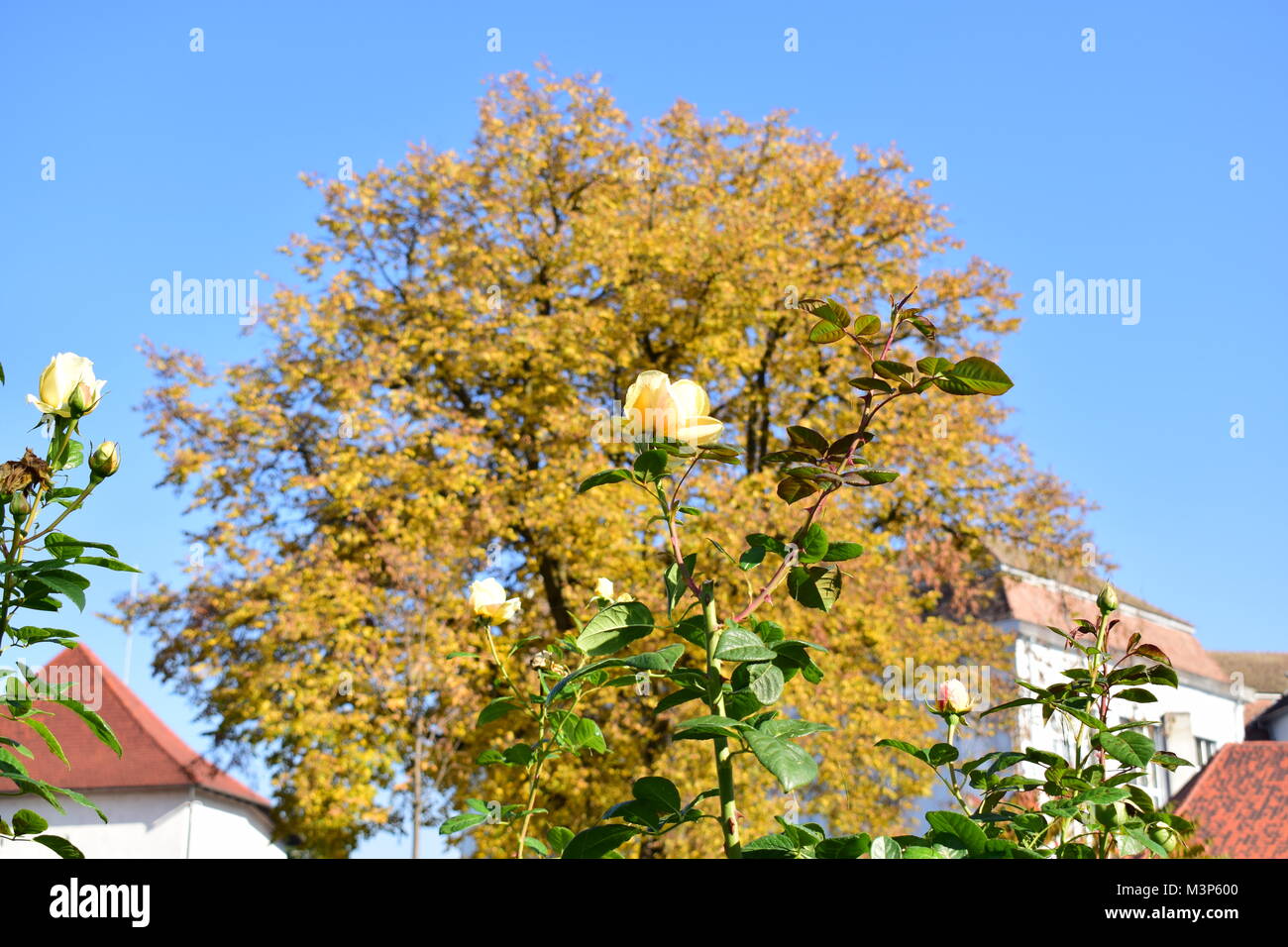 Autunno nel bosco Foto Stock