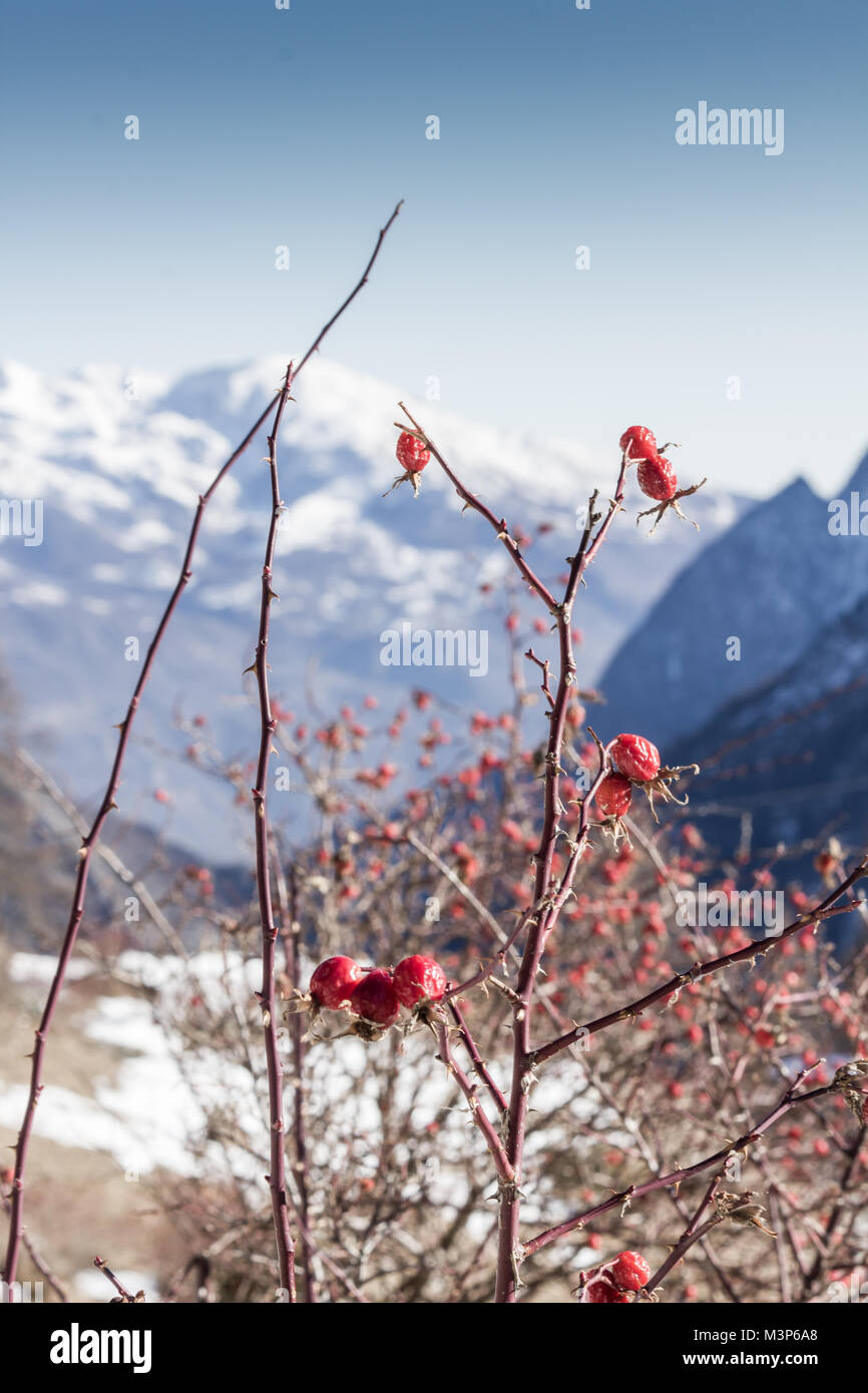 Bacca rossa del cane-rose con sfocato montagne innevate sullo sfondo Foto Stock