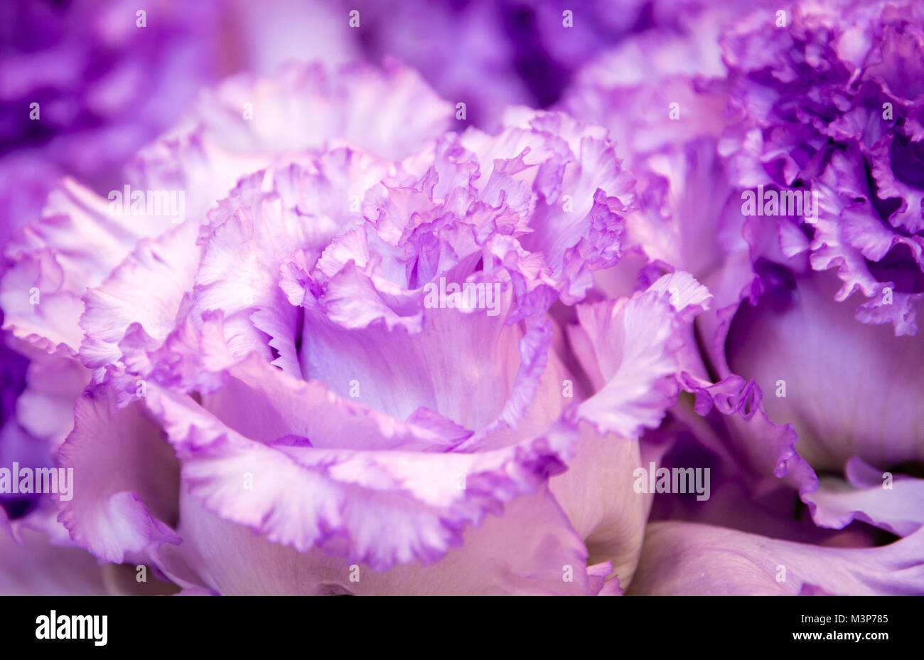 Bellissimi fiori : le peonie. Profumo di rosa peonia. Foto Stock