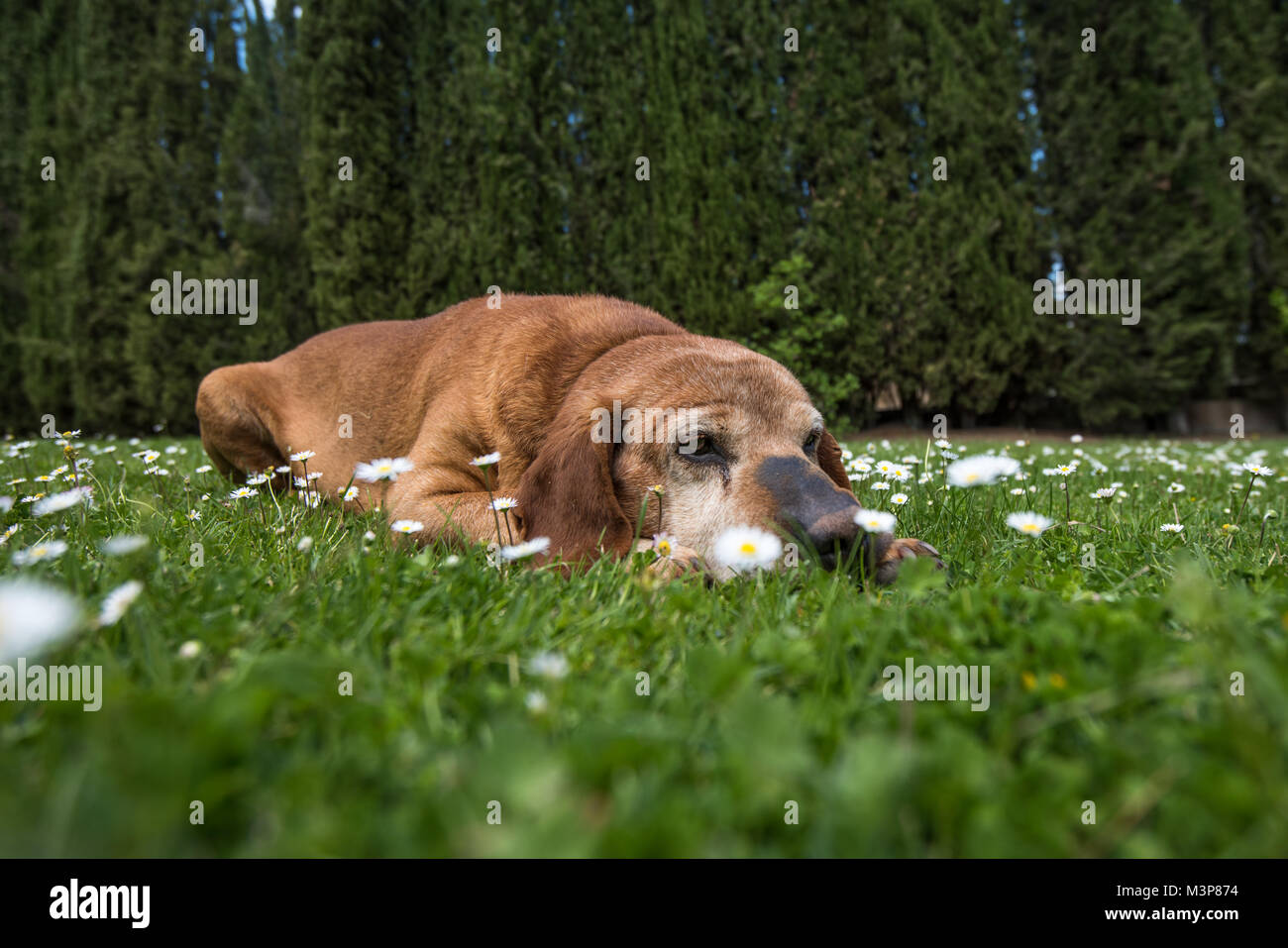 Un simpatico cane in un campo di camomilla Foto Stock