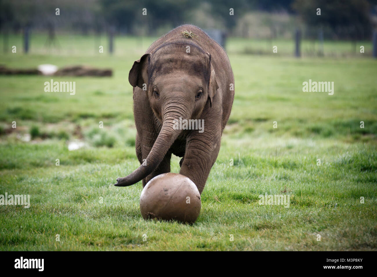 Elefante asiatico a ZSL Whipsnade Zoo Foto Stock