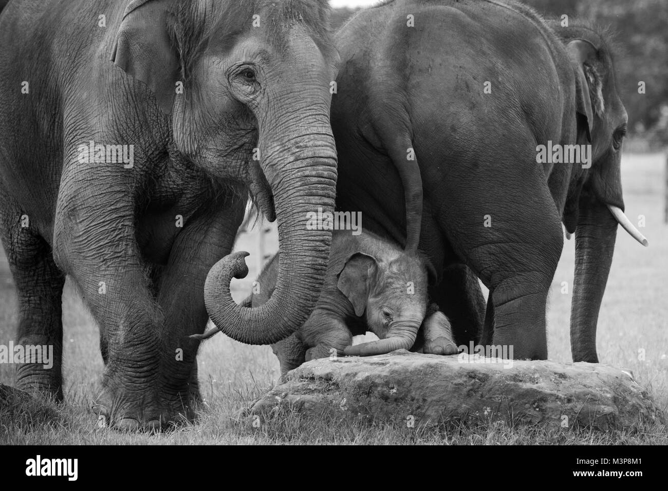 Baby Elefante Asiatico, tentando di scalare una roccia fiancheggiata da due adulti a ZSL Whipsnade Zoo Foto Stock