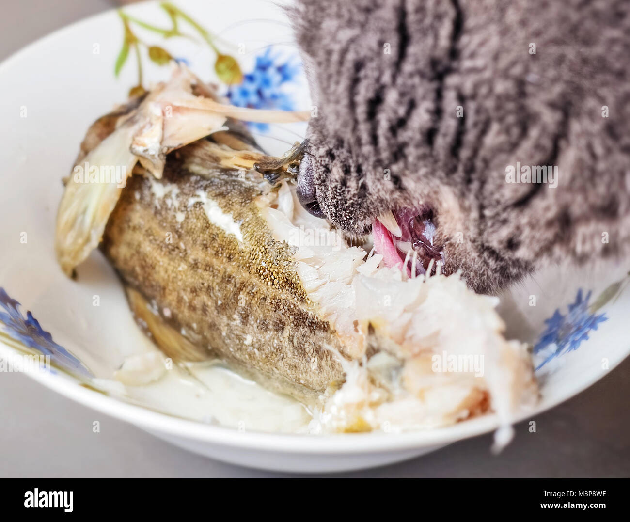 Adulto grigio piuttosto cat mangiando una parte di pesce Foto Stock