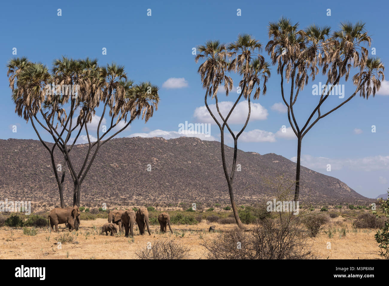Un branco di elefanti passa da un cluster di doum palm in Kenya Samburu della riserva nazionale. Foto Stock