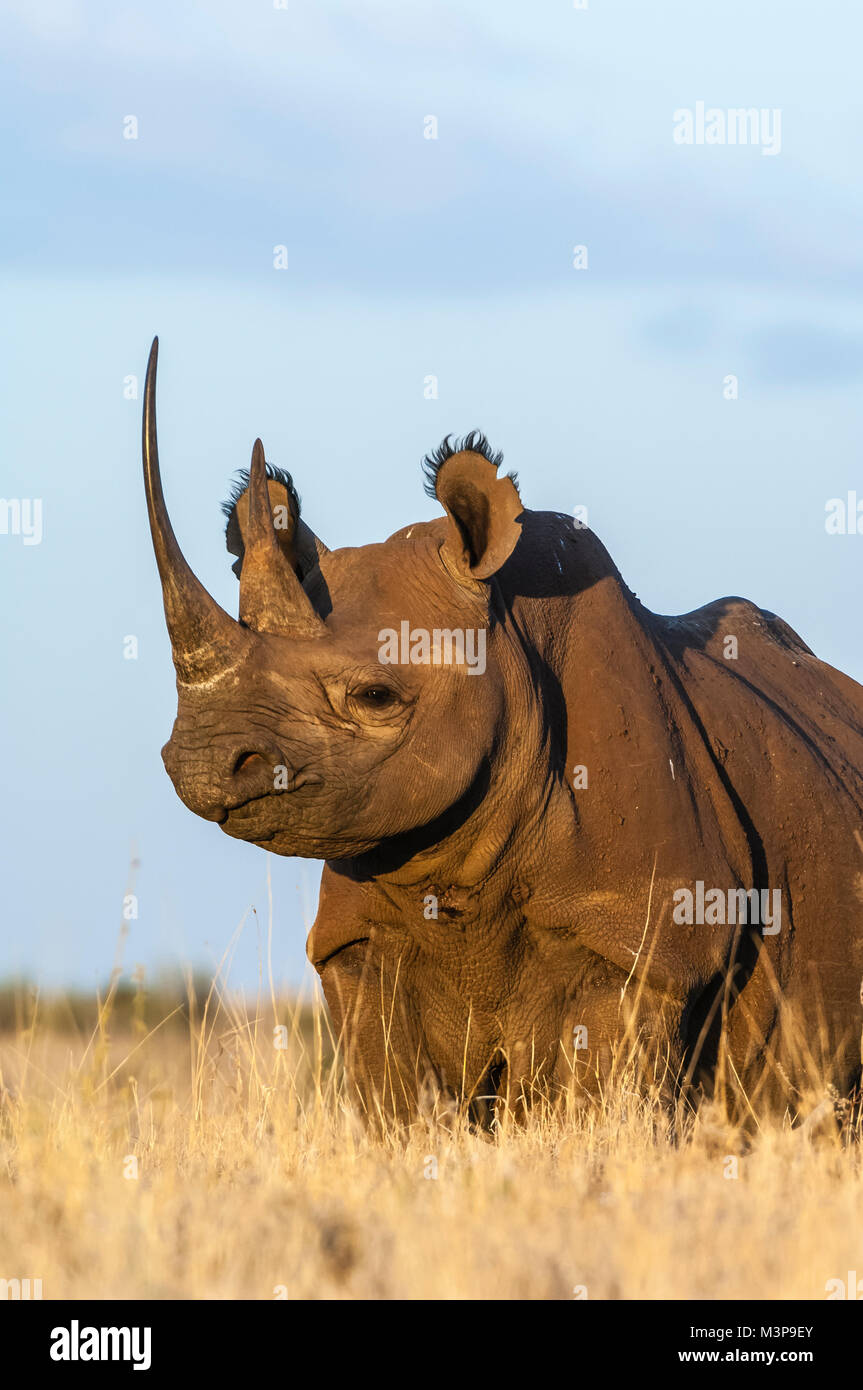 East African sub-specie di rinoceronte nero, Diceros simum michaeli, all'Lewa Downs Conservancy. Altamente oggi messo in pericolo a causa della caccia illegale Foto Stock