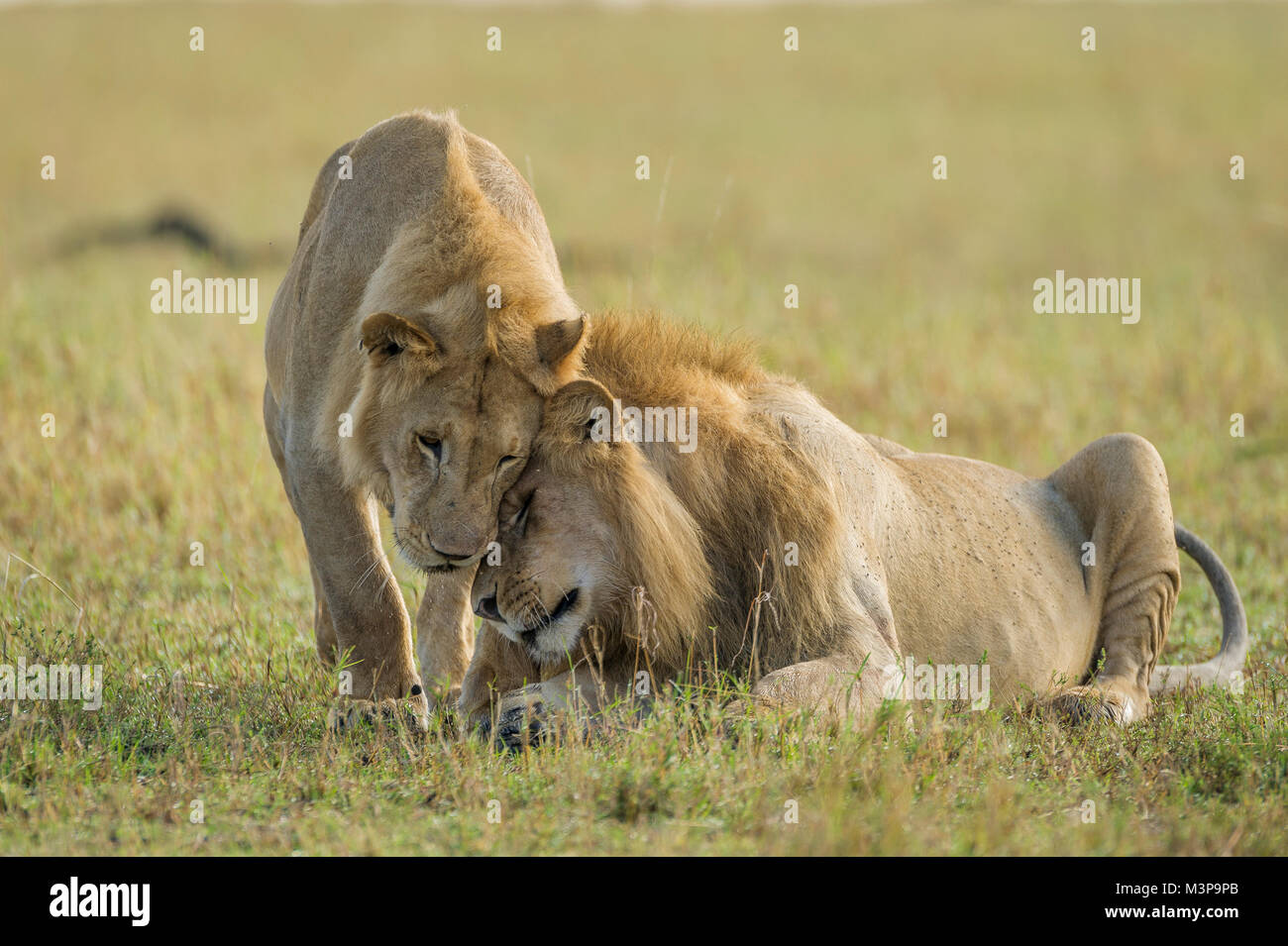 Due giovani maschi lion affermare i loro legami mostrando affetto e la reciproca toelettatura, importante per rafforzare i loro legami come una futura coalizione. Foto Stock