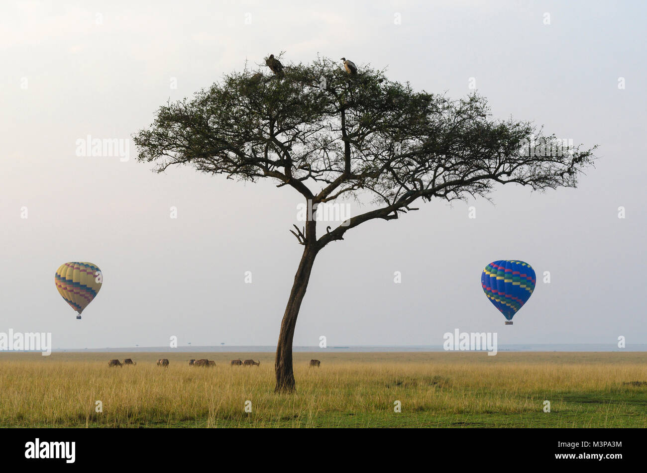 Due i palloni ad aria calda deriva nel Maasai Mara campagna. Kenya. Foto Stock