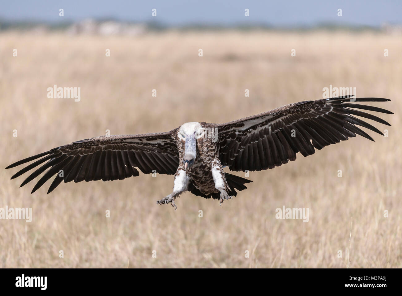 'Un Ruppell il grifone (Gyps rueppellii rueppellii)attorno alla terra. Il Masai Mara, Kenya.". Foto Stock