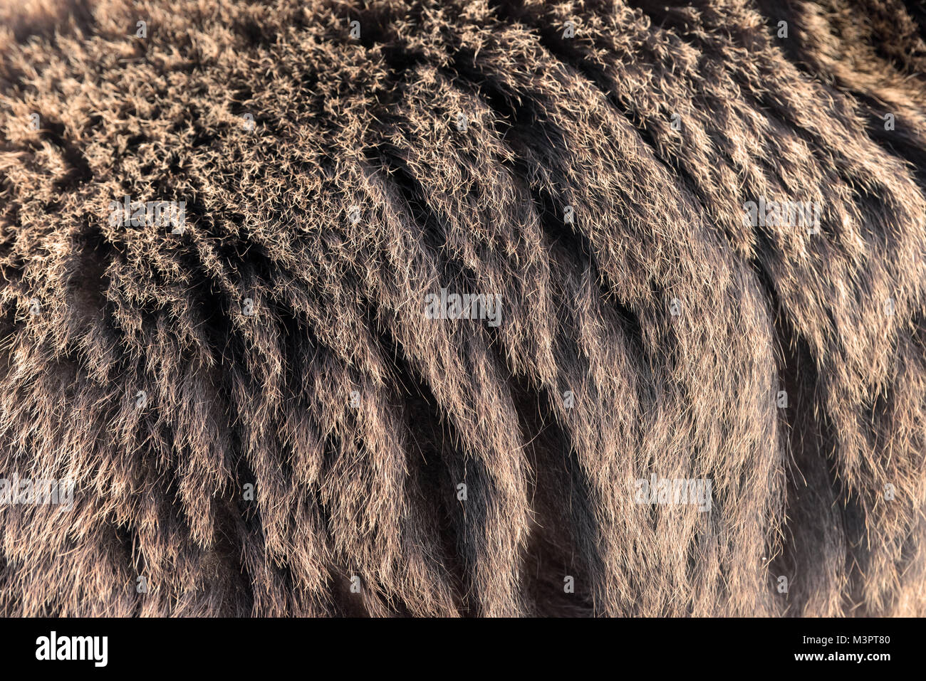Chiudere vero orso bruno texture di pelliccia Foto Stock