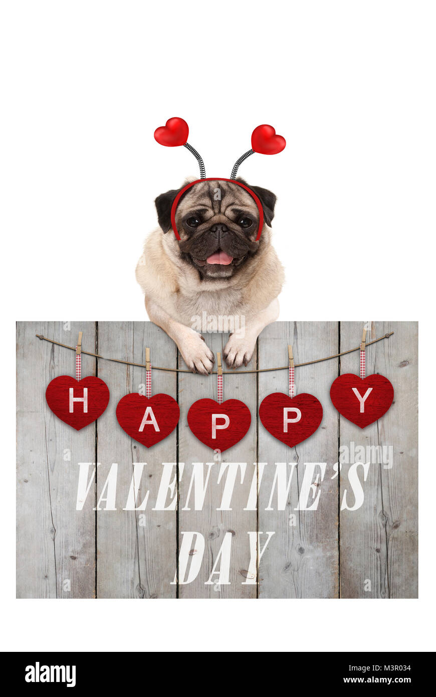 Carino pug cucciolo di cane appoggiata sulla staccionata in legno di usate impalcature in legno rosso con cuori e testo felice il giorno di san valentino, isolato su sfondo bianco Foto Stock