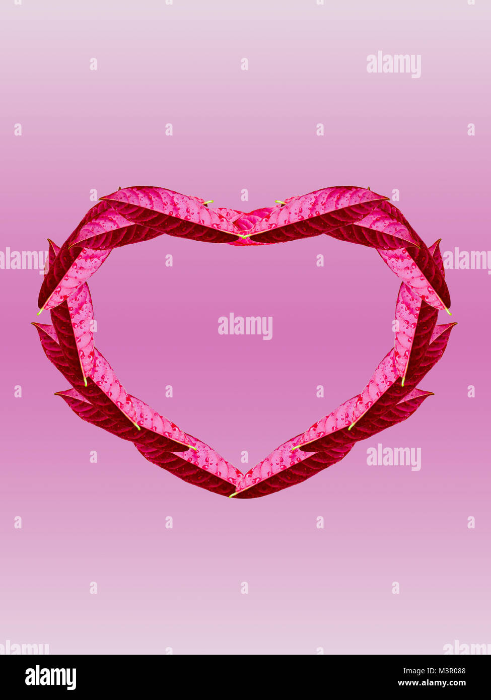 Belle foglie rosse su sfondo rosa Foto Stock