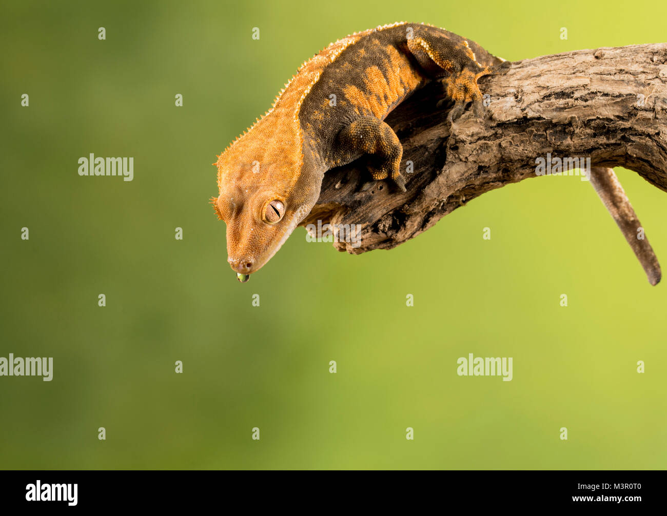 Studio Gecko di sfondo su un ramo Foto Stock