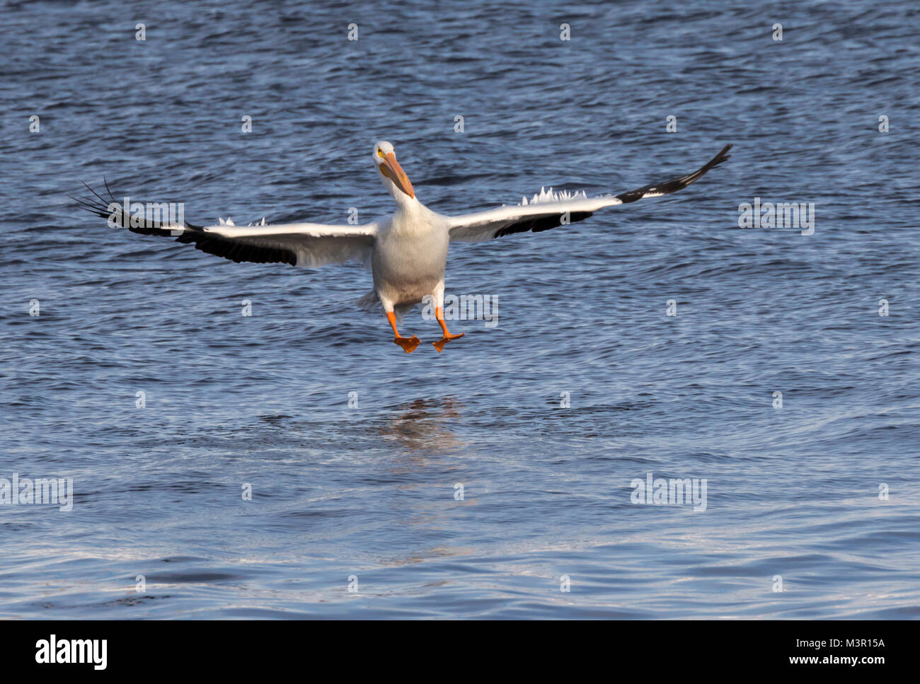 Americano bianco pellicano (Pelecanus erythrorhynchos) lo sbarco sulle acque del fiume Mississippi, Iowa Foto Stock