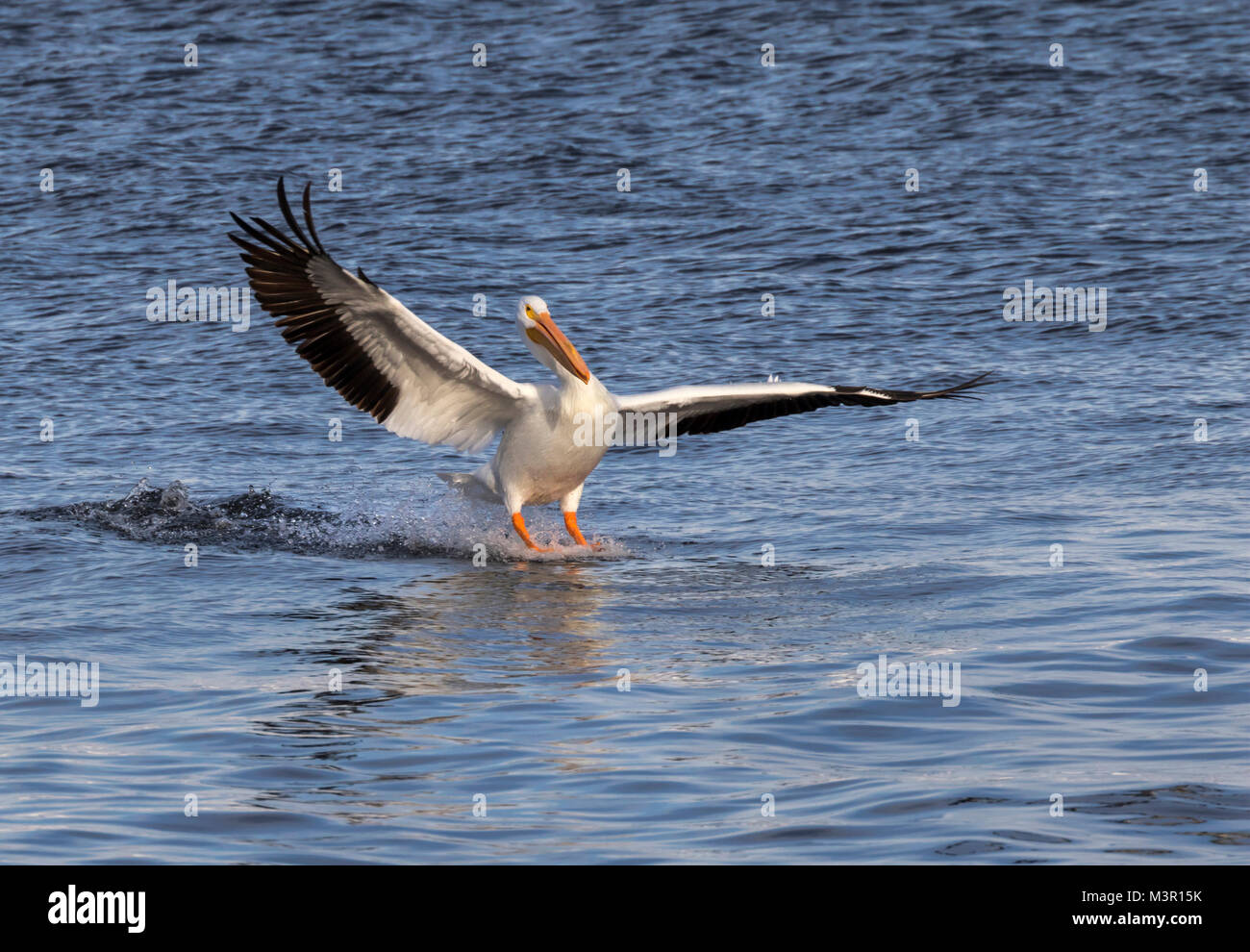 Americano bianco pellicano (Pelecanus erythrorhynchos) lo sbarco sulle acque del fiume Mississippi, Iowa Foto Stock