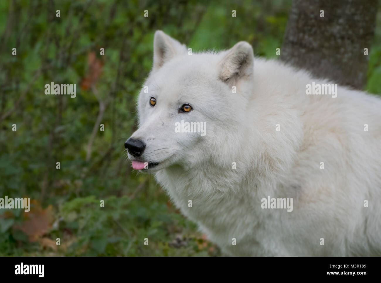White artic wolf contro collezione autunno sfondo Foto Stock