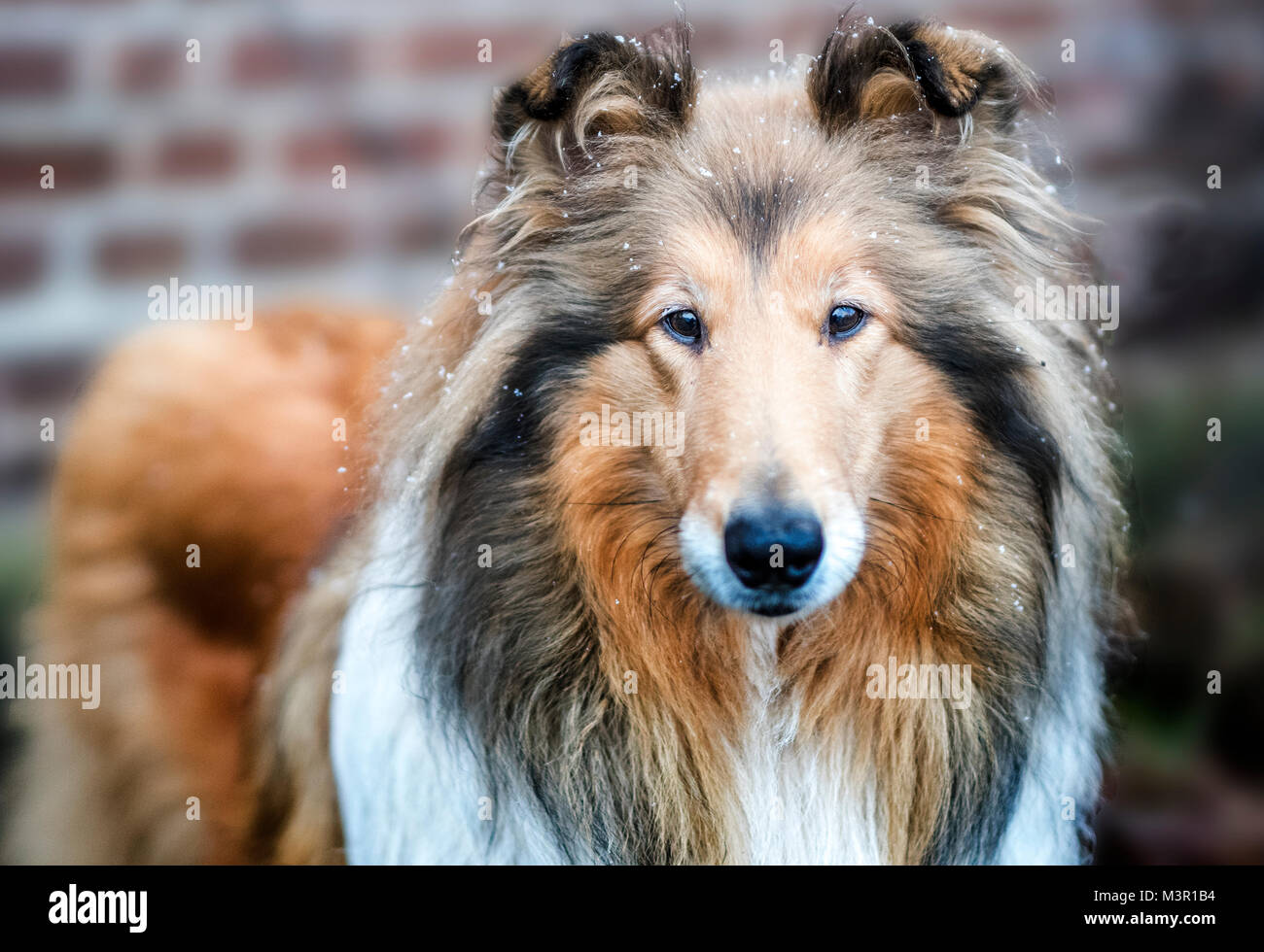 Capelli irregolare collie ritratto Foto Stock