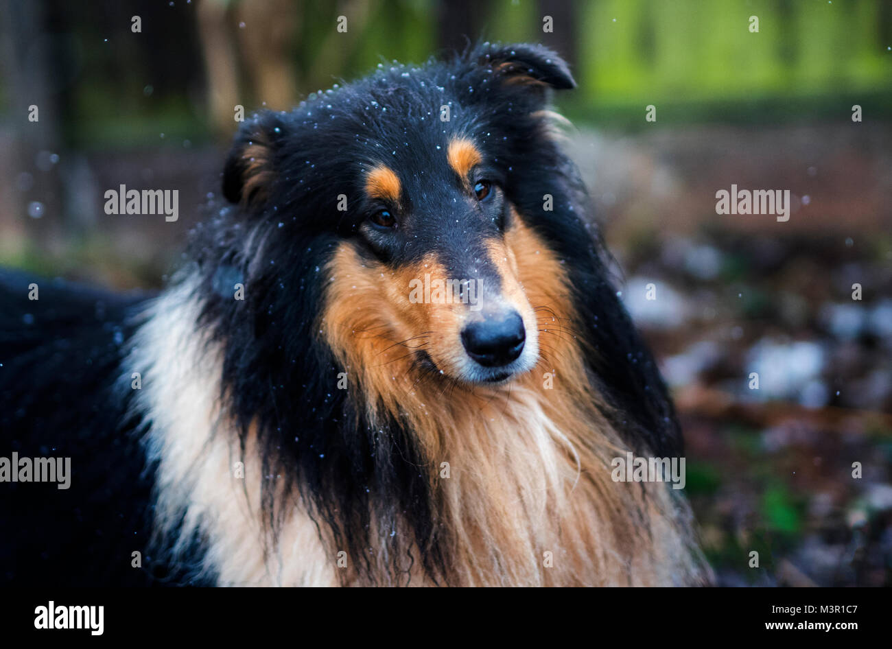Tri colorati Collie ruvida Foto Stock