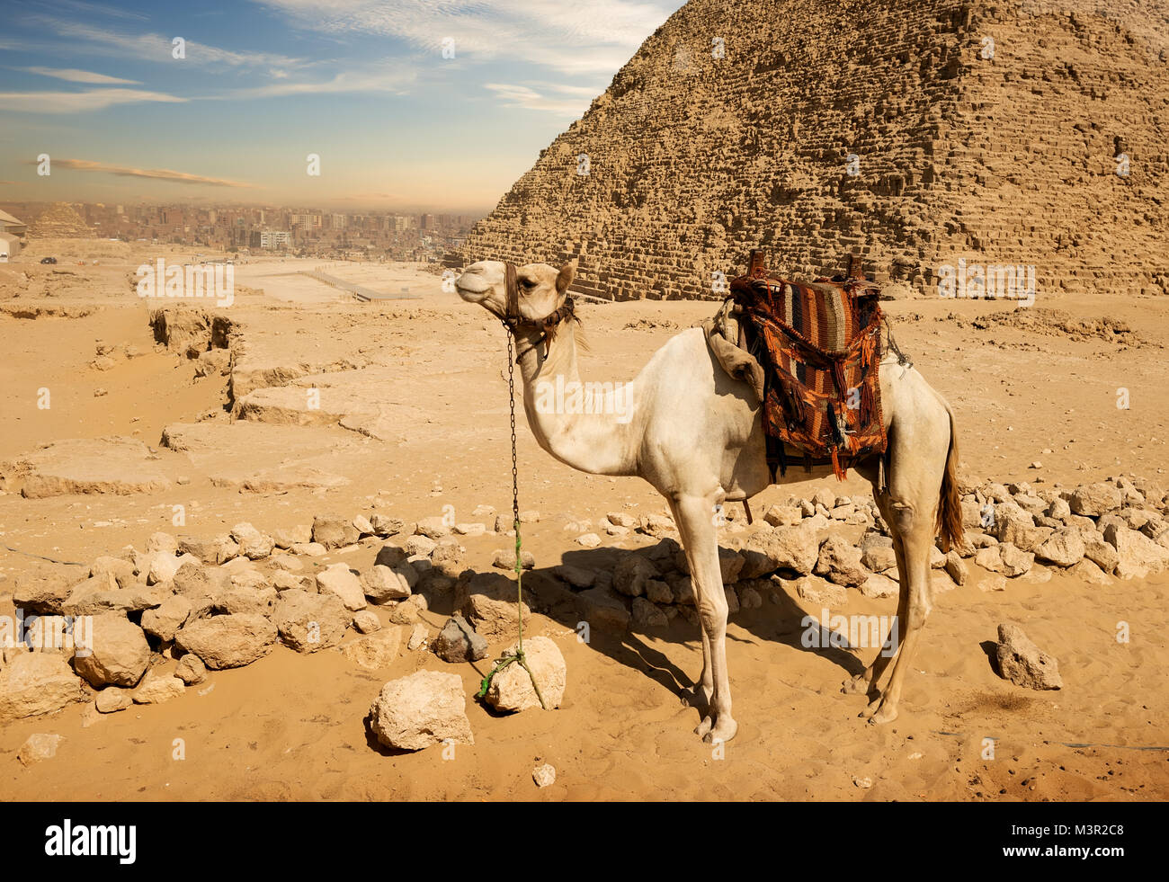 Camel poggia nei pressi di rovine di ingresso alla piramide Foto Stock