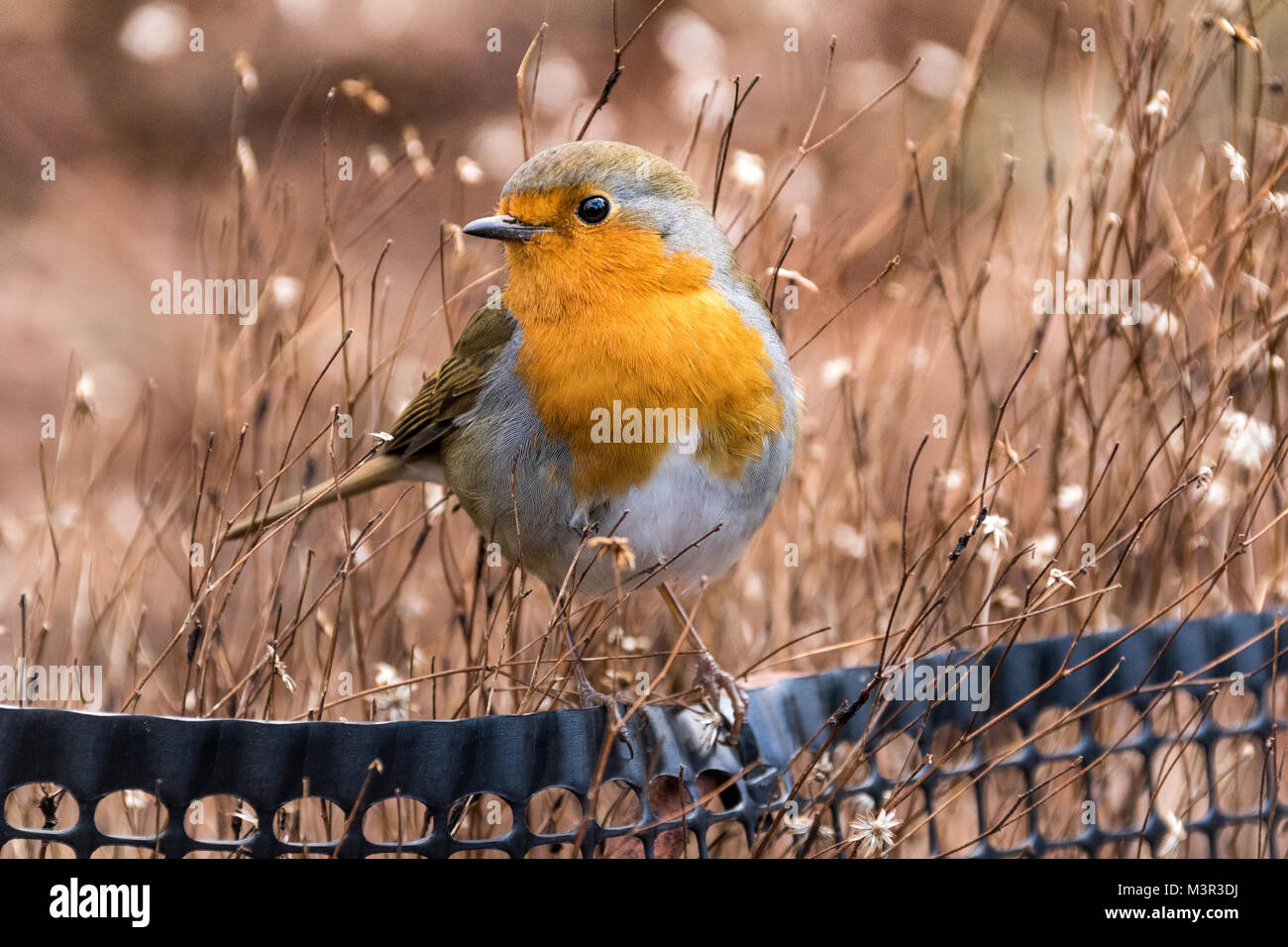 Close-up Dettaglio di un Europeo Robin (Erithacus rubecula) su una recinzione in inverno: Grande Torrington, Devon, Inghilterra. Foto Stock Close-up Dettaglio di un Europeo Robin (Erithacus rubecula) su una recinzione in inverno: Grande Torrington, Devon, Inghilterra. Foto Stock