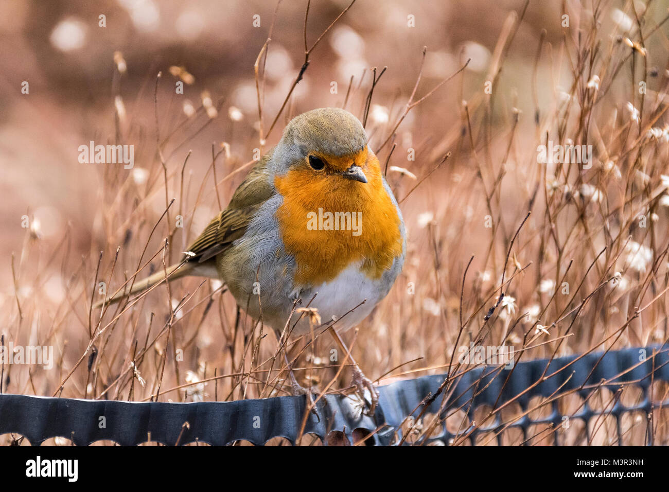 Close-up Dettaglio di un Robin (Erithacus rubecula) su una recinzione in inverno #2: Grande Torrington, Devon, Inghilterra. Foto Stock Close-up Dettaglio di un Robin (Erithacus rubecula) su una recinzione in inverno #2: Grande Torrington, Devon, Inghilterra. Foto Stock