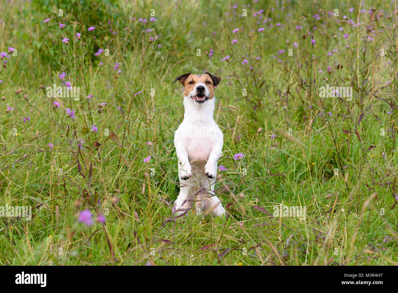 Dog sitter come marmotta a molla campo di erba Foto Stock