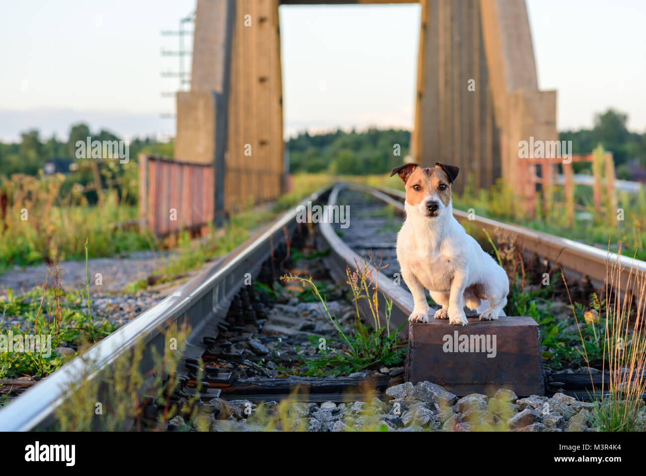 Cane in viaggio in ferrovia seduta su rotaie Foto Stock