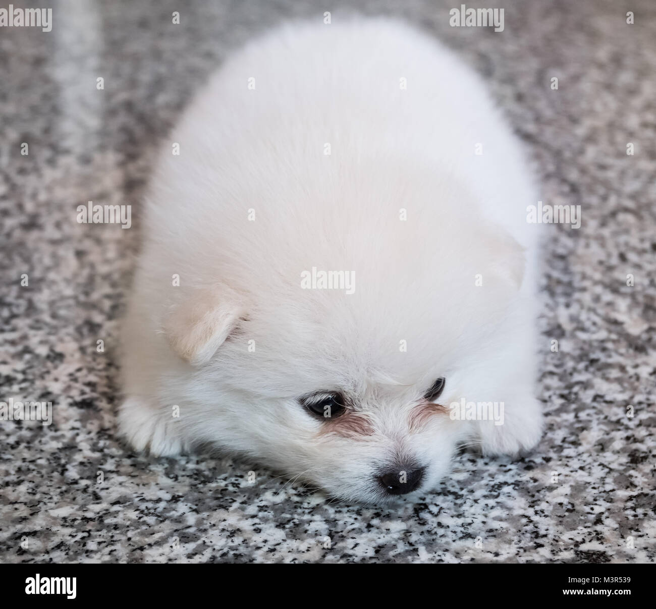 Carino bianco cucciolo di Pomerania su sfondo di granito Foto Stock