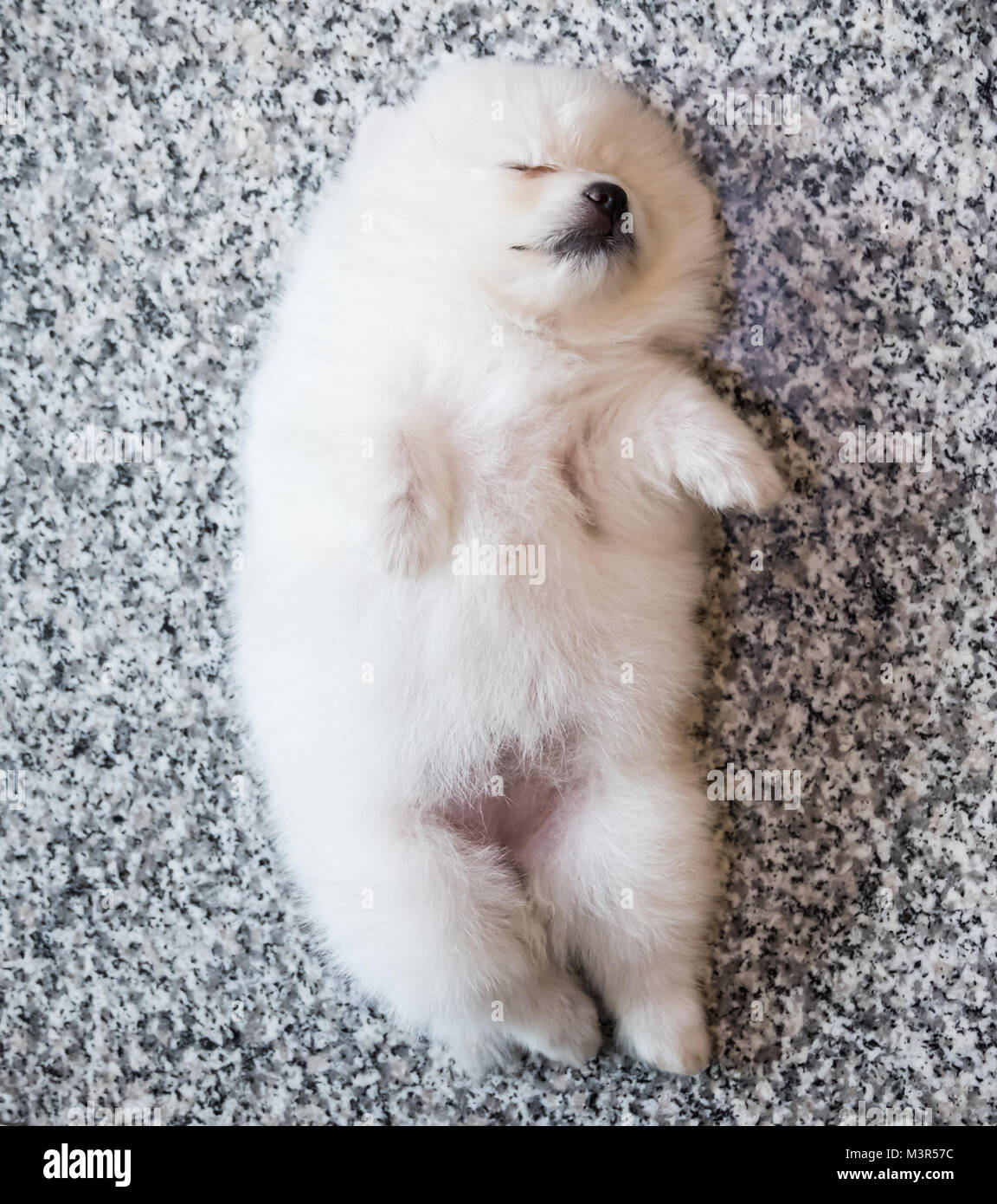 Carino bianco cucciolo di Pomerania su sfondo di granito Foto Stock