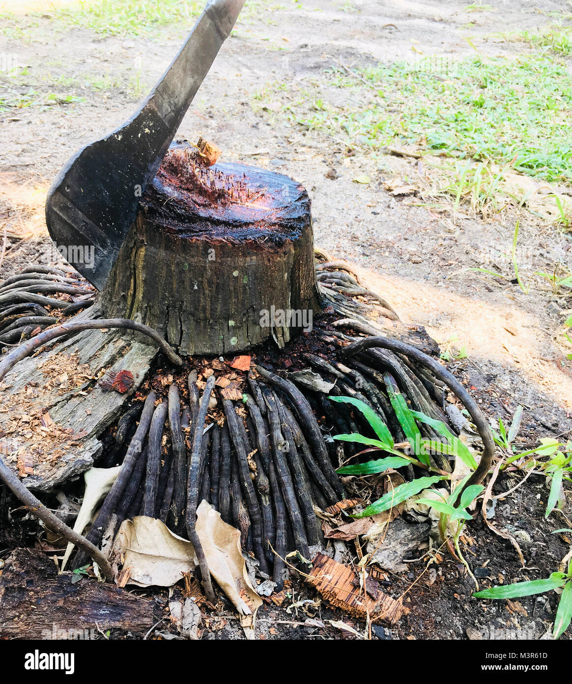 Gli alberi sono stati abbattuti, lasciando solo un moncone, un coltello bloccato nella parte superiore. Foto Stock