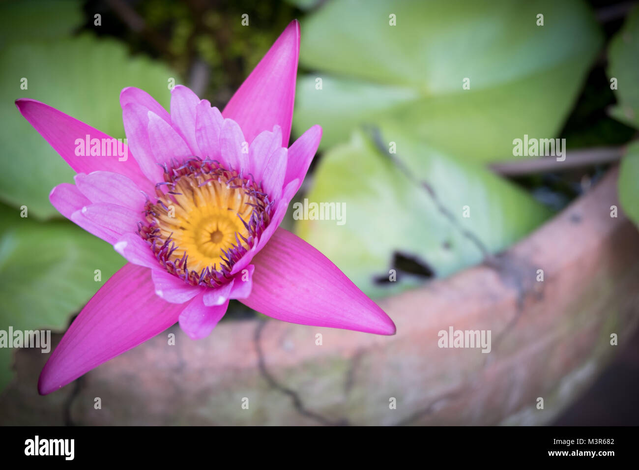 Rosa fiore di loto, fiore di loto è acqua impianto, Rosa fiore di loto e foglia, sbocciano i fiori e foglie in stagno. Foto Stock