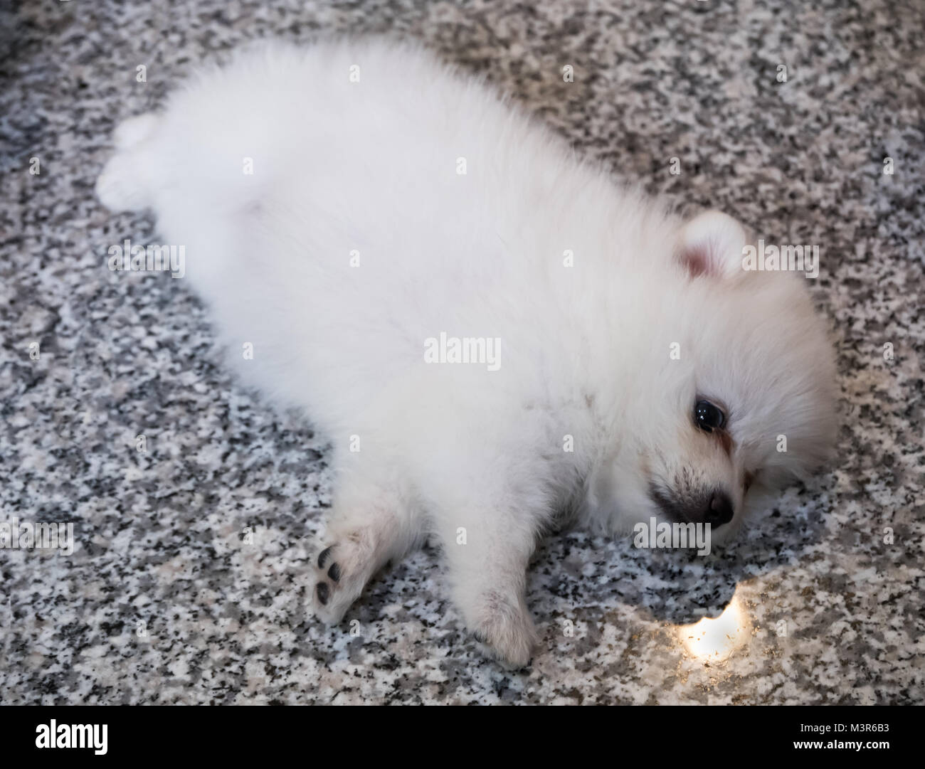 Carino bianco cucciolo di Pomerania su sfondo di granito Foto Stock