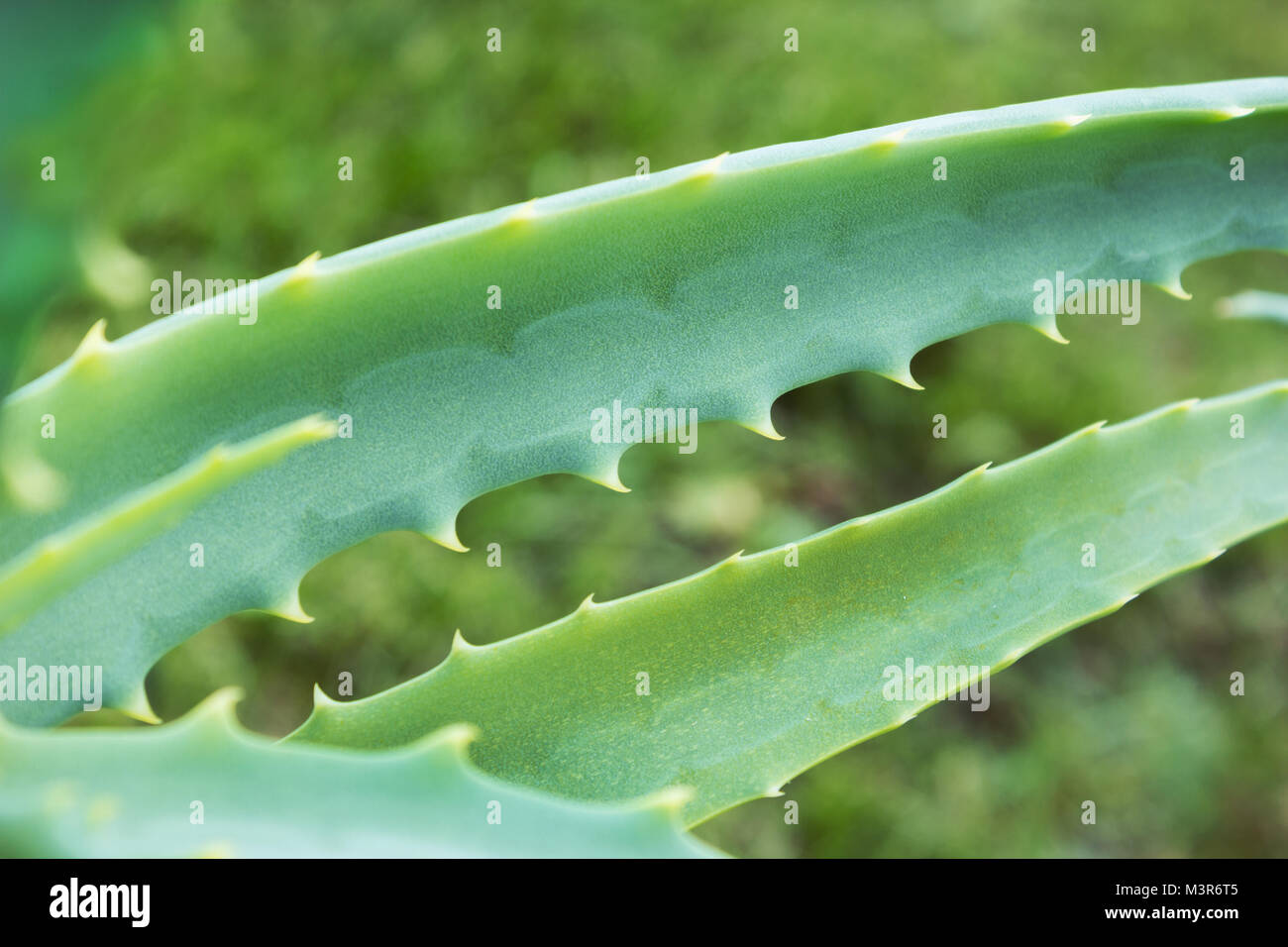 Aloe foglie close-up contro un sfondo prato Foto Stock