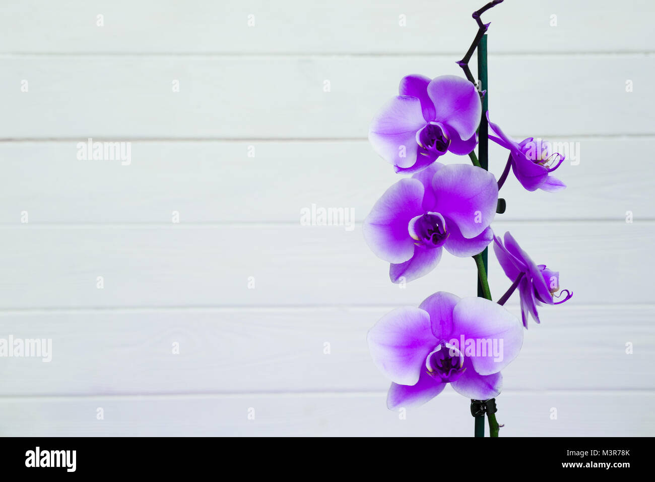Fiore violaceo, filiale di un'orchidea Foto Stock