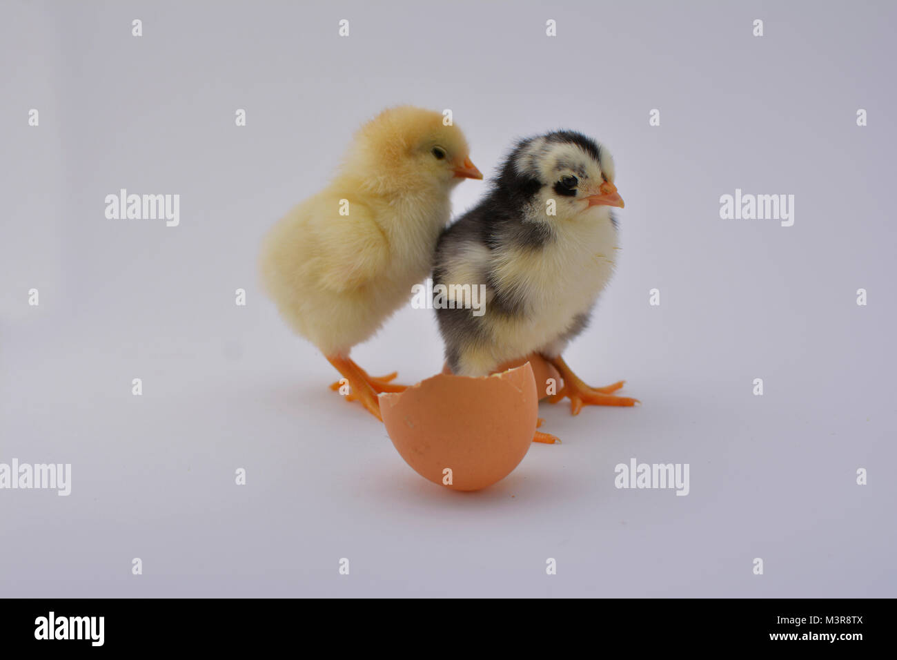Neonato pulcini di pollo con uovo rotto su sfondo bianco Foto Stock