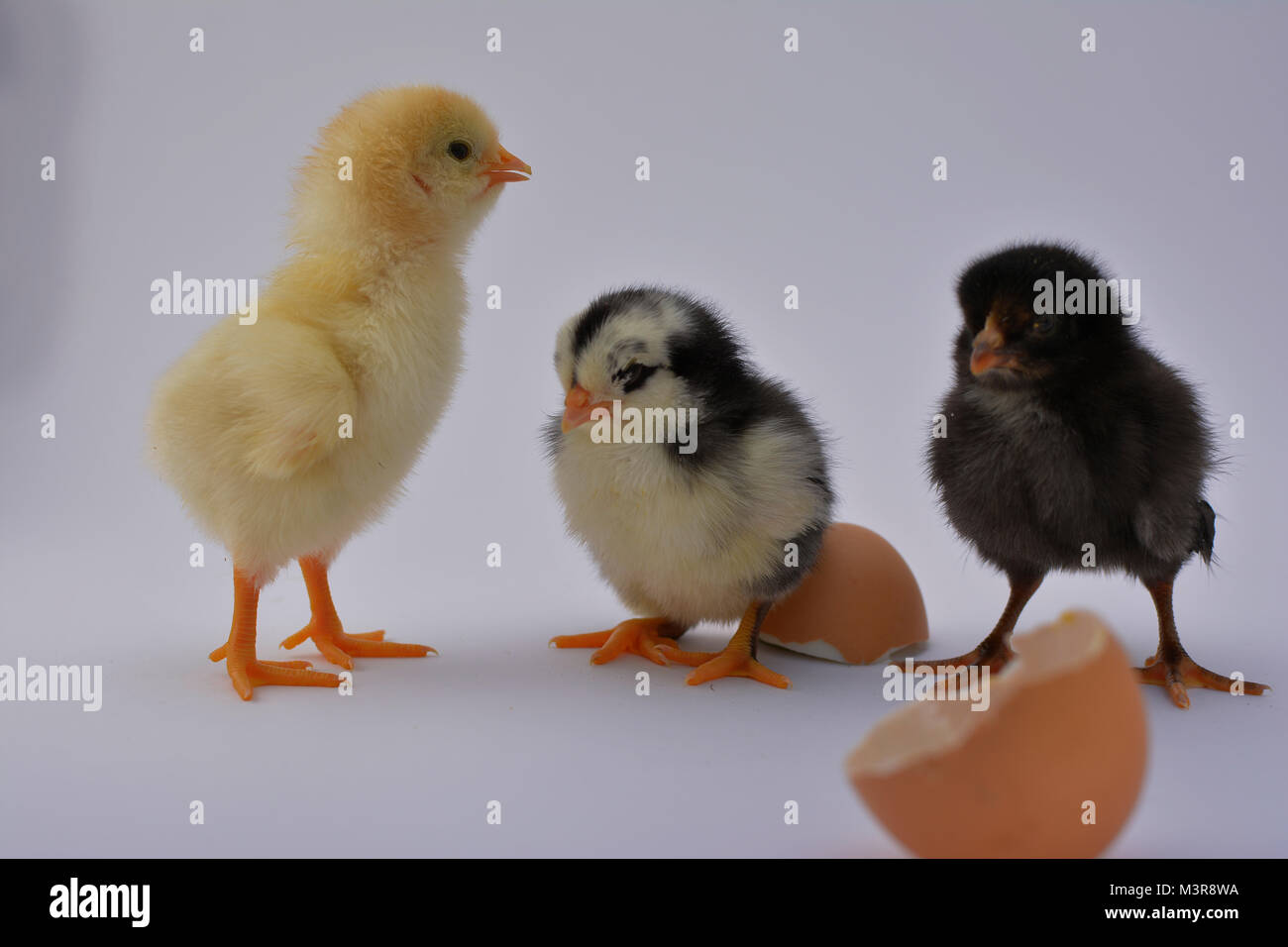 Neonato pulcini di pollo con uovo rotto su sfondo bianco Foto Stock
