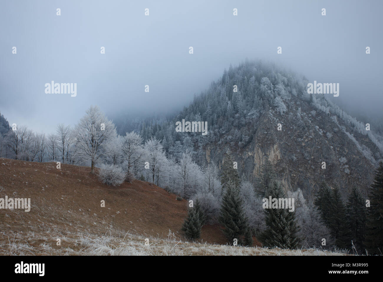 In frosty Magura,contea di Brasov, Romania. Foto Stock