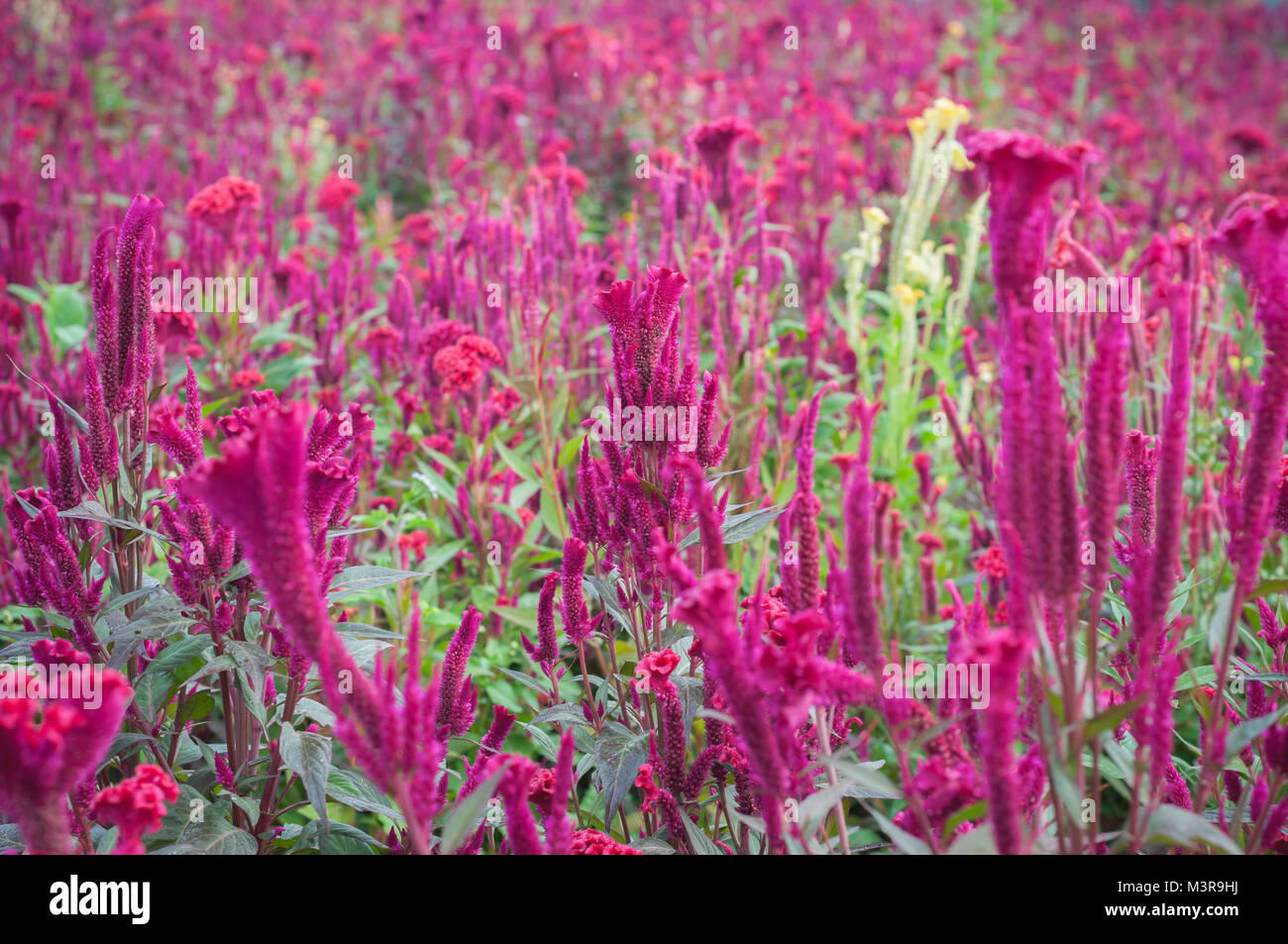 Rosso cinese fiore di lana vicino giardino all'aperto in background, Celosia argentea L. var. cristata (L.) Kuntze Foto Stock