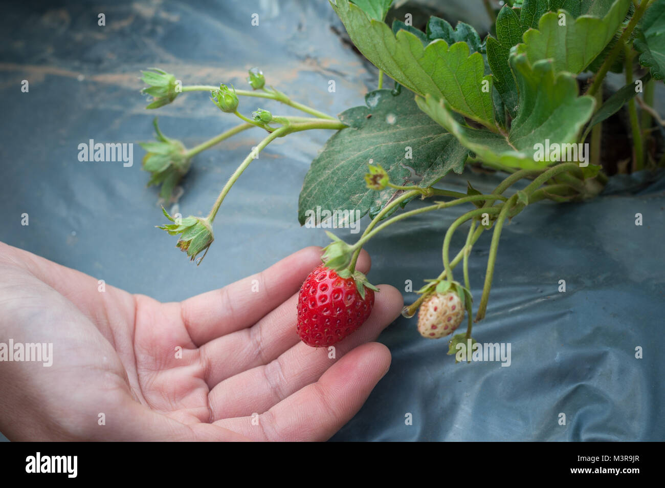 Ragazza tenere in mano fragole mature in giardino, tempo freddo frutta Foto Stock