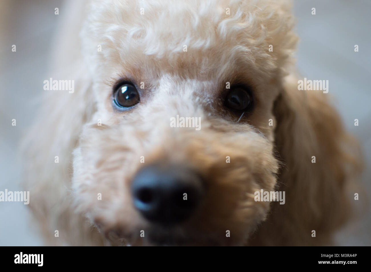 Buon ragazzo barboncino Foto Stock